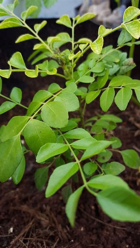 learn   grow curry leaf plants  containers   tips