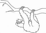 Sloth Leniwiec Sloths Rainforest Bicho Wiszący Kolorowanki Kidocoloringpages Preguica Coloringbay Obrazek Galho Segurando Drukowanka Druku sketch template