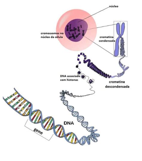 Relacion Entre Adn Cromosomas Y Genes Gambaran