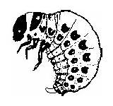 Leptinotarsa Chrysomelidae Decemlineata Coleoptera Beetle Larva sketch template