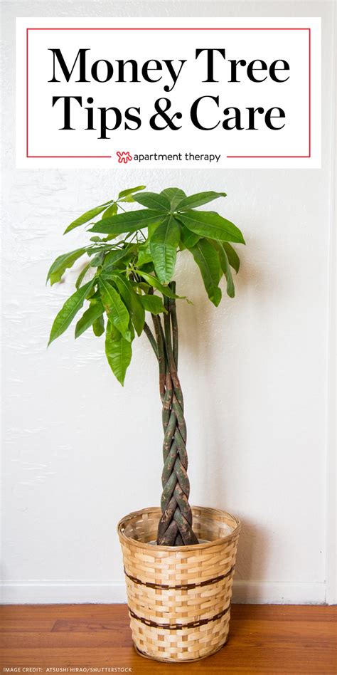money tree plant care growing plants indoors apartment therapy