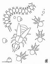Coloring Centipede Ants Pages Anteater Designlooter Hellokids Getdrawings Getcolorings Color Draw 71kb Farm sketch template