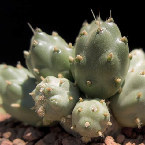 unusual cactus cactus jungle