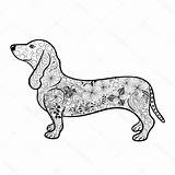 Dachshund Realistic Educativeprintable sketch template