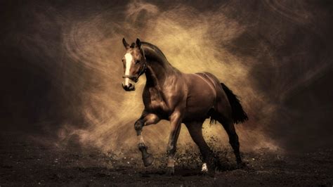 horse wallpapers  wallpapers