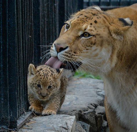 10 heart meltingly cute photos of liliger cubs daily star