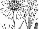 Gaillardia Coloring Designlooter Blanketflower Sagebud sketch template