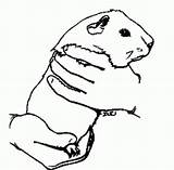 Guinea Meerschweinchen Ausmalbild Kostenlos Cobayas Malvorlagen Pigs Dibujos Ausdrucken Malvorlage Coloringtop Ausmalen Seulement Samsam Besuchen sketch template