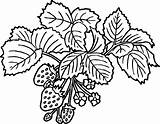 Strawberry Plant Drawing Coloring Flower Clipartmag sketch template