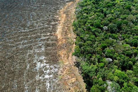 ontbossing amazonegebied brazilie op hoogste niveau sinds  foto adnl
