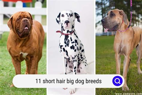 short hair big dog breeds   oodle life