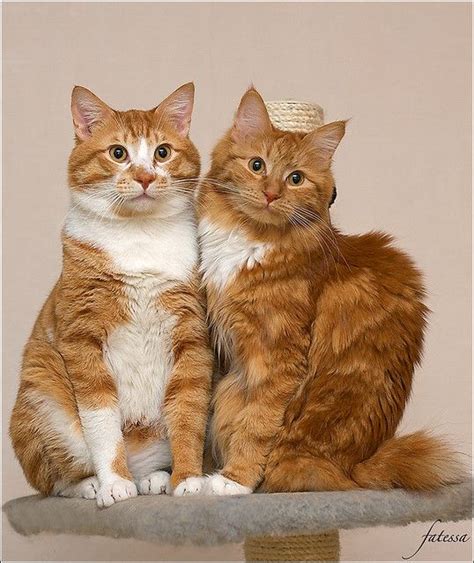 red cats floofy love pinterest red cat kitty  ginger cats