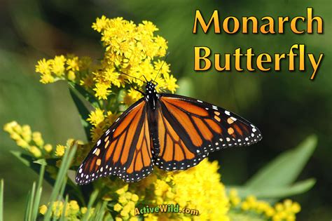 monarch butterfly facts pictures and video find out about the lifestyle