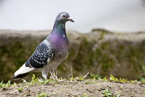 pigeon daily