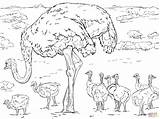 Ostrich Coloring Chicks Pages Drawing Printable Supercoloring Drawings Skip Main sketch template