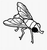 Clipart Fly Flies Clip Webstockreview House sketch template