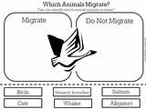 Migration Worksheet Animal Activity Kindergarten Worksheets Grade Activities Subject sketch template