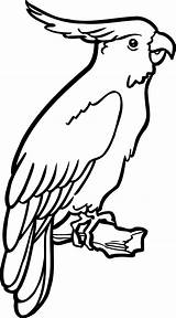 Perroquet Coloriage Dessin Imprimer Un Colorier Animal Dessins Du Pour Animaux Coloring Papagei Vogel Pages Peroquet Et Pochoir Oiseau Stencil sketch template
