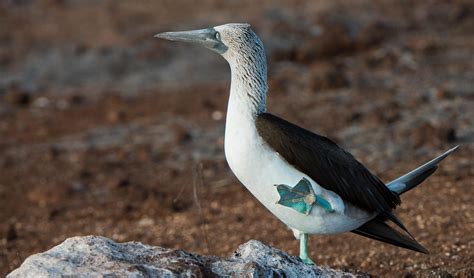 Blue Footed Booby Gallery