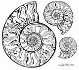 Ammonites Ammonite sketch template