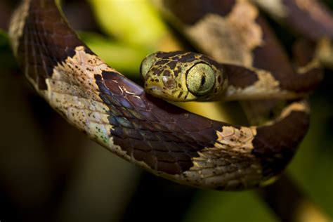 reptiles anaconda lodge ecuador