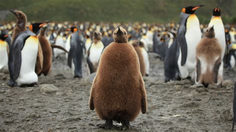 Most King Penguins May Either Starve Or Relocate As The Oceans Warm