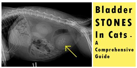 bladder stones  cats  comprehensive guide canadavetexpress pet care tips