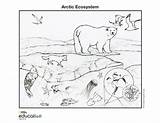 Arctic Ecosystem Tundra Ecosystems Habitat Nationalgeographic Rainforest sketch template