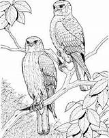 Coloring Hawk Colorear Hawks Perched Supercoloring Falken Gavilanes sketch template