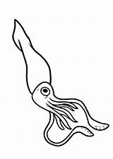 Tintenfisch Lula Squid Pintar Ausmalbild Ballistic ähnliche sketch template