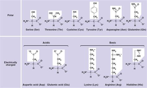 aminoacids polarhtml bpolaraminoacidsjpg