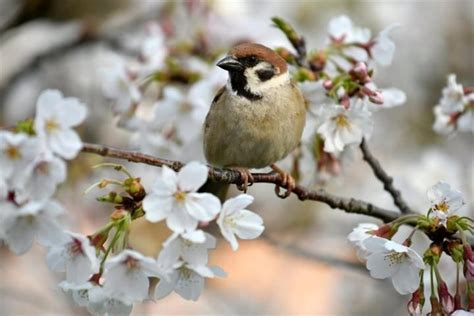 bird  cherry blossom google search cherry blossom birds bloom