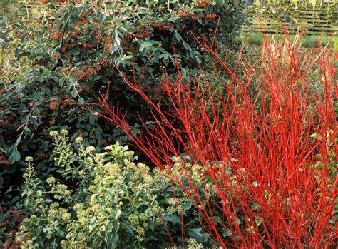 red twig dogwood shrubs care  growing tips