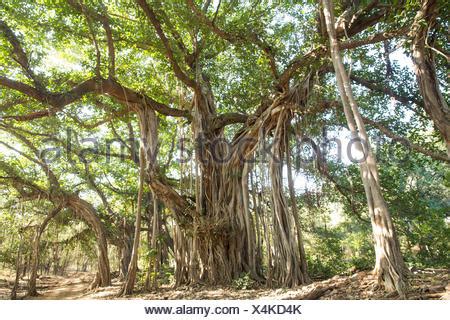 banyan tree ranthambore national park asia india tree trees stock photo  alamy