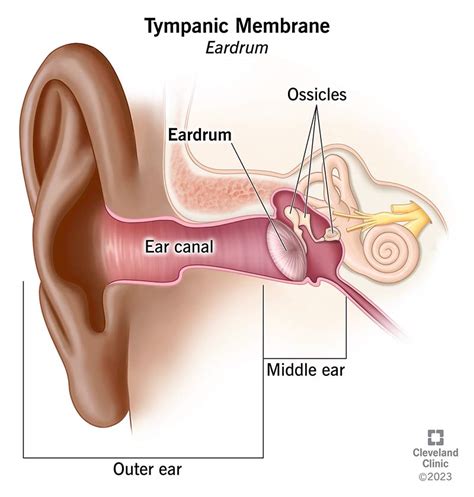 tympanic membrane eardrum function anatomy