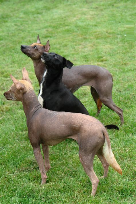 xoloitzcuintli dog breed mexican hairless dog pictures