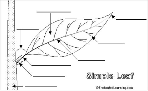leaf morphology  label biology worksheet leaves teacher tools