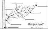 Leaf Labeled Unlabelled Anatomy Fern Morphology Enchantedlearning Printout Feuille Botany sketch template