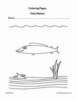 Wahoo Fish Edumonitor Preschoolers sketch template