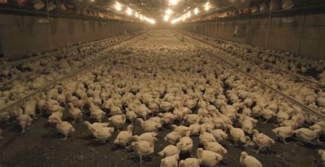 birds    range chicken farm  filmed