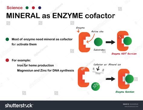 enzyme cofactor images stock  vectors shutterstock