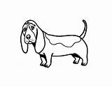 Hound Basset Coloring Drawing Pages Getdrawings Coloringcrew Template sketch template