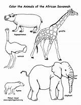 African Coloring Animals Animal Savanna Pages Visit Color sketch template