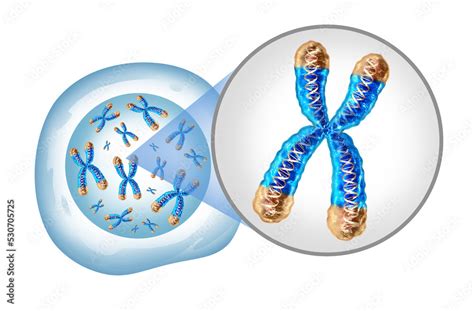 Chromosome And Cell Nucleus With Telomere And Dna Concept For A Human