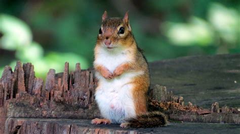 cute squirrel portrait  stock photo public domain pictures