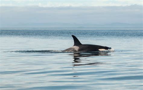 places  swim  dive  orcas