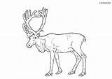 Reindeer Adults sketch template