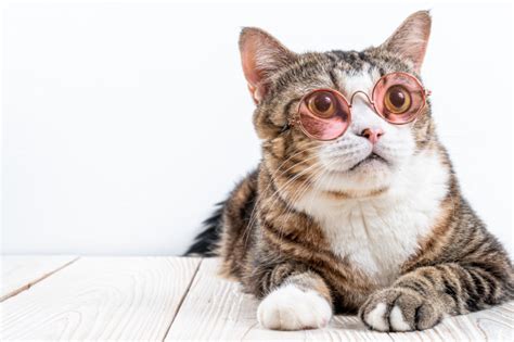 Cute Cat With Glasses Premium Photo