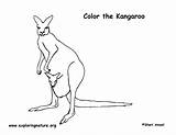Kangaroo Canguro Colorear Kangur Kolorowanki Dzieci Mewarnai Kanguru sketch template