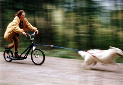 jehu bicycle vehicles dogs bike bicycle kick pet dogs bicycles car doggies